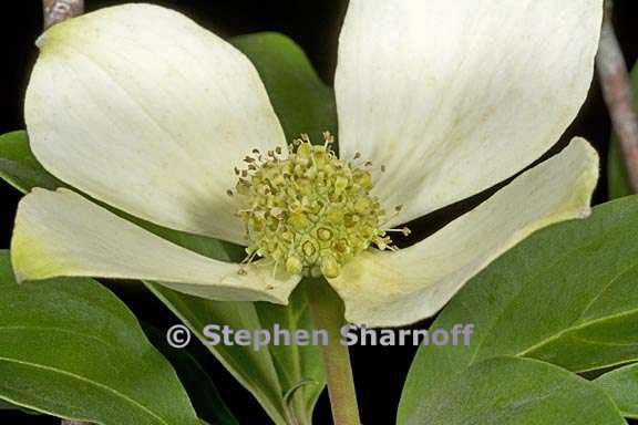 cornus capitata 5 graphic